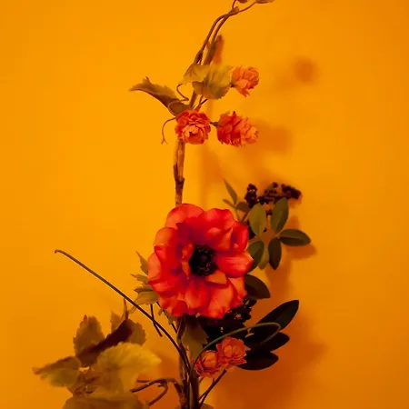 Complejo Turistico Y Bielsa