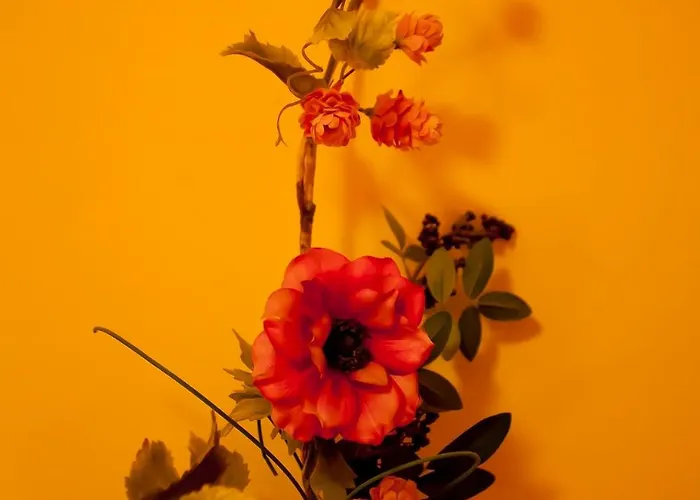 Complejo Turistico Y Bielsa